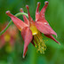 close up of a columbine flower